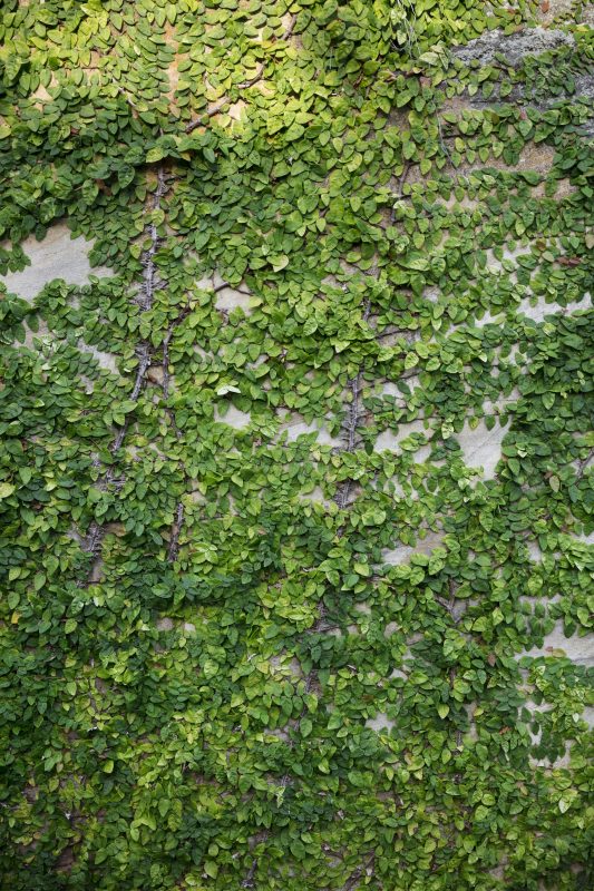 Verdant-Climber-Greens-Concrete-Wall